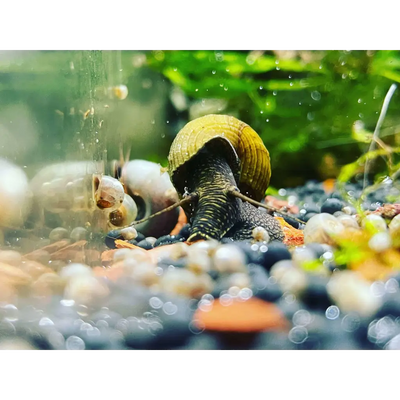Breeding Rabbit Snails in Your Aquarium: A Comprehensive Guide