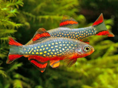 Bredding Celestial Pearl Danio