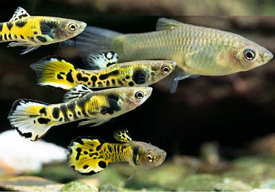 Breeding Nano Fish For Profit