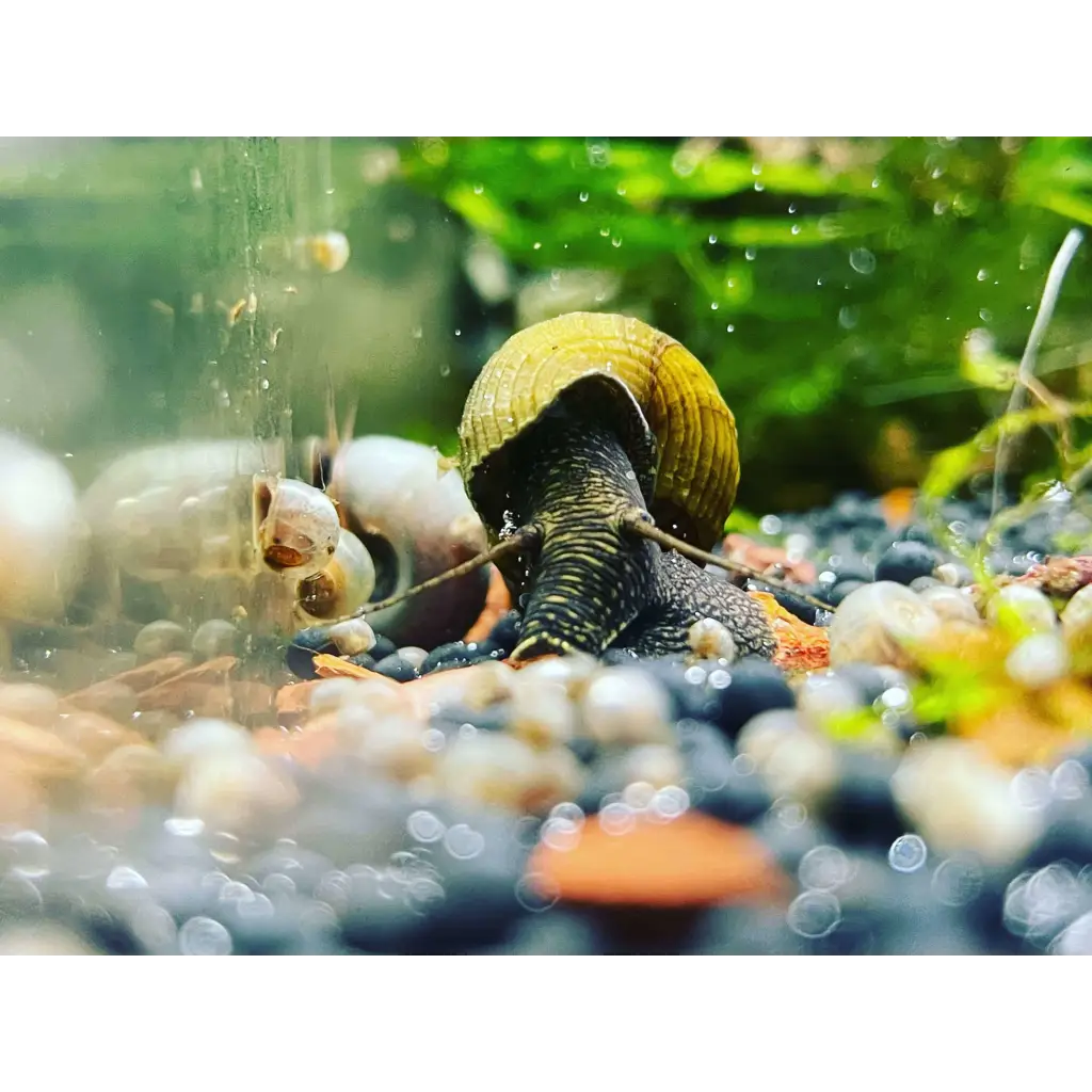 Breeding Rabbit Snails in Your Aquarium: A Comprehensive