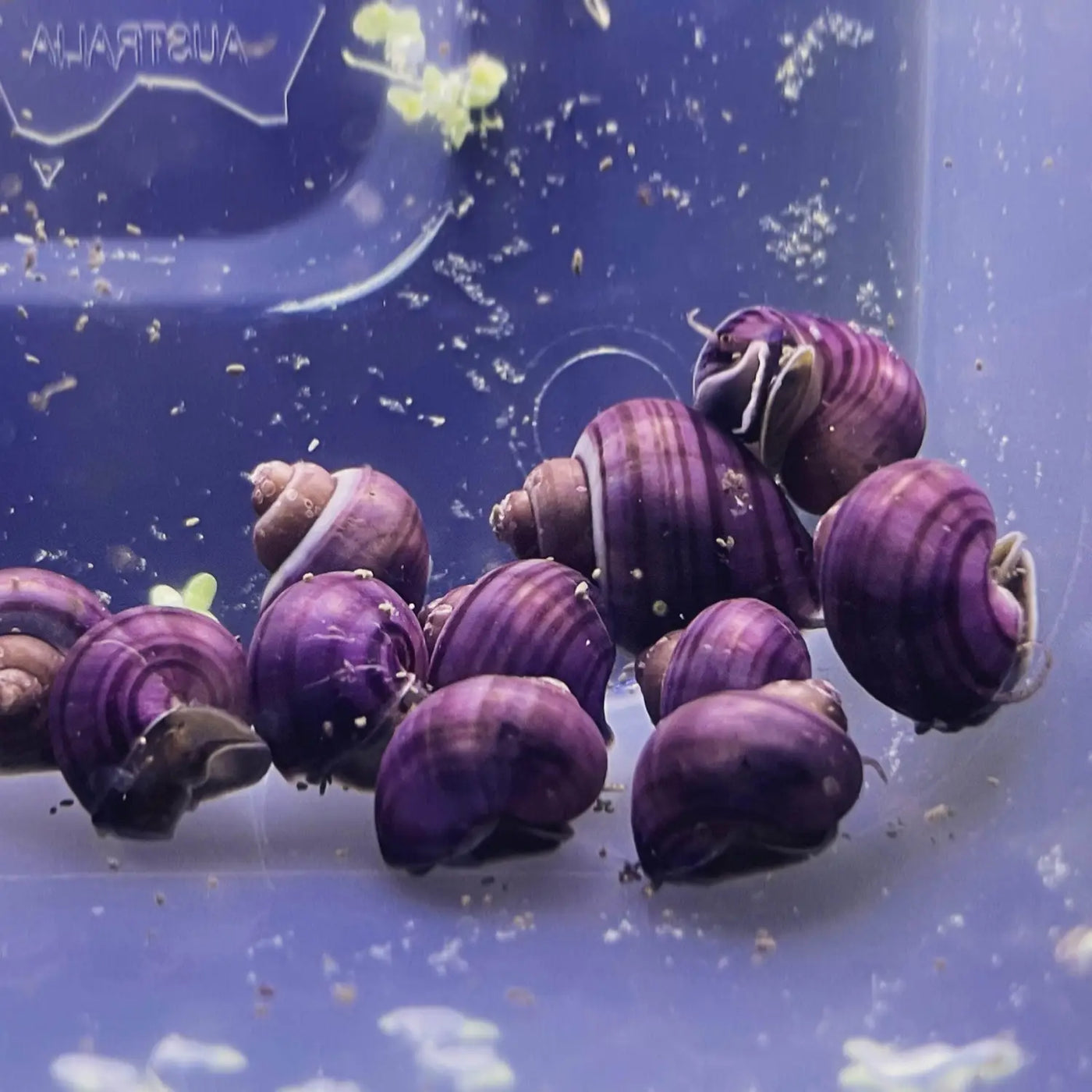 How To Breed Mystery Snail