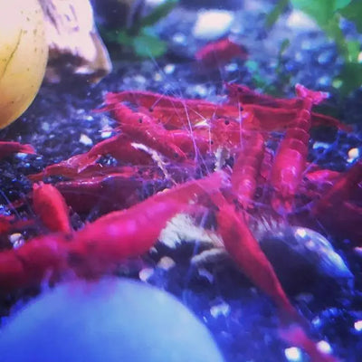How To Sex Cherry Shrimp