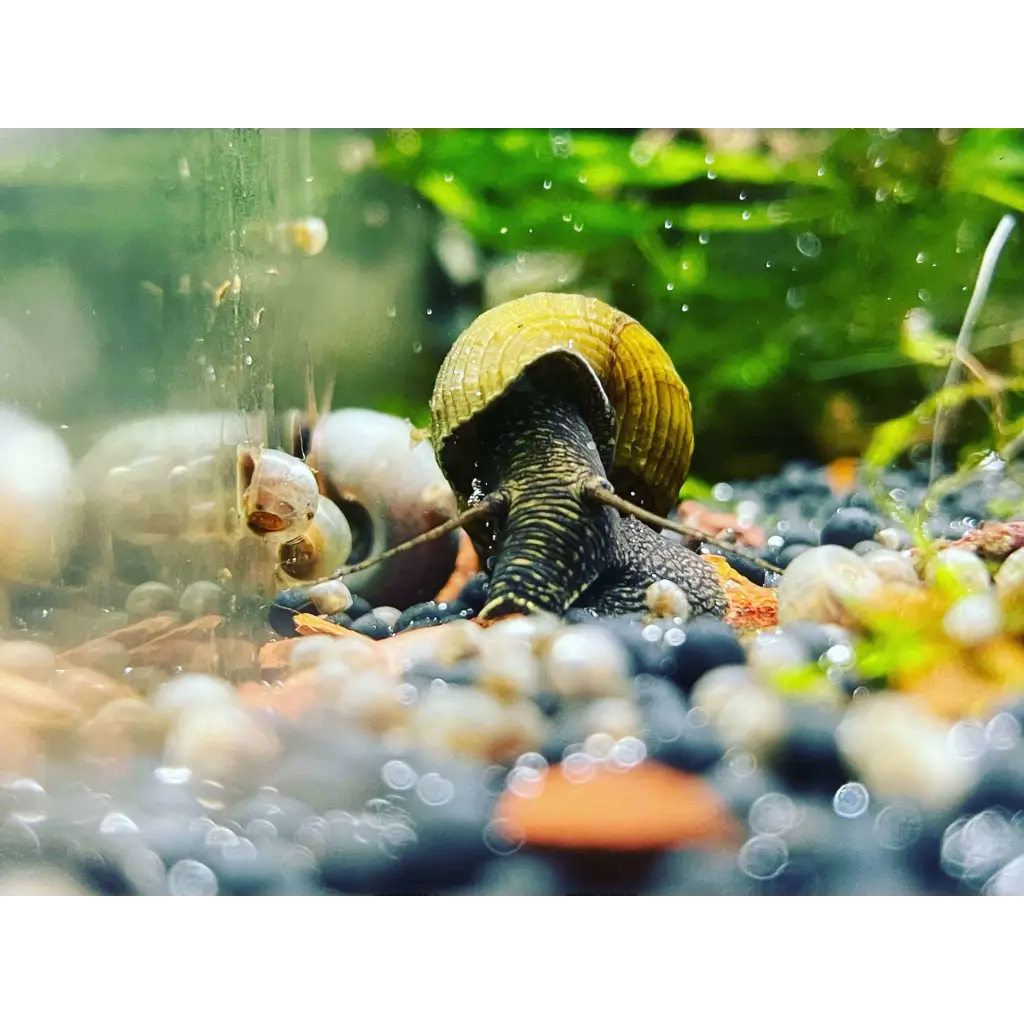 Breeding Rabbit Snails in Your Aquarium: A Comprehensive Guide