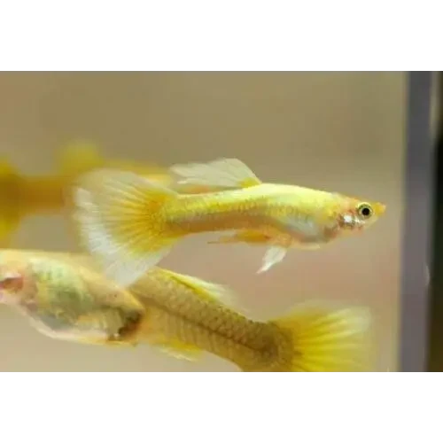 Live Aquarium Guppy Fish – Pair, Full Gold 24K, USA Bred, Beginner Friendly