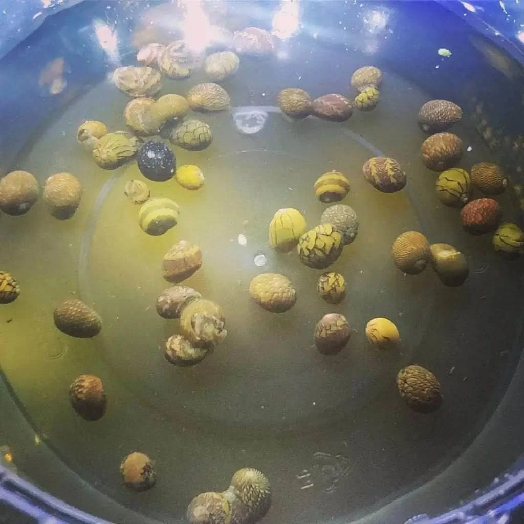90 Live Caribbean Nerite Snails - Saltwater Algae & Cyano Clean-Up Crew