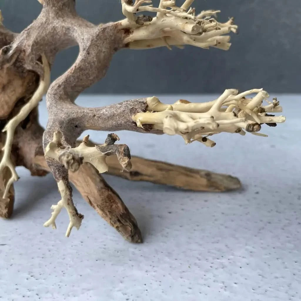 Buy Aquascaping Handmade Aquatic Bonsai Driftwood Tree – ABQUATICS