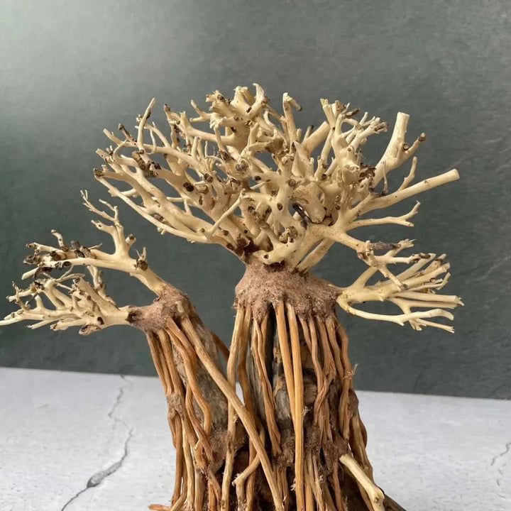 aqua bonsai tree for sale Buy Aquascaping Handmade Aquatic Bonsai Driftwood Tree – ABQUATICS