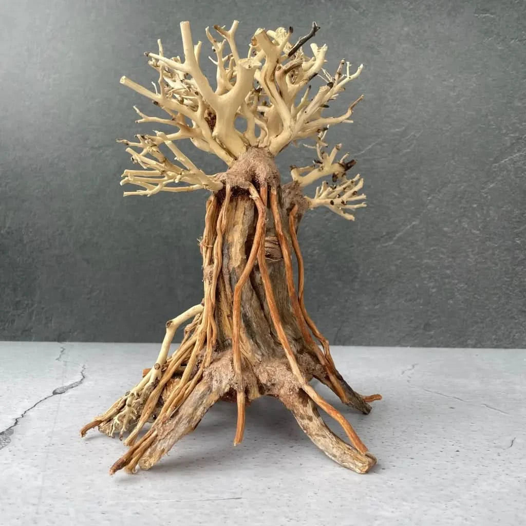Buy Aquascaping Handmade Aquatic Bonsai Driftwood Tree – ABQUATICS