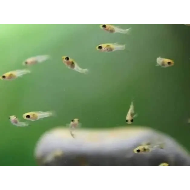 Healthy guppies swimming in planted tank