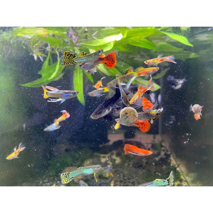 Buy Assorted Guppy Pair on Sale | 30% off at Abquatics – ABQUATICS