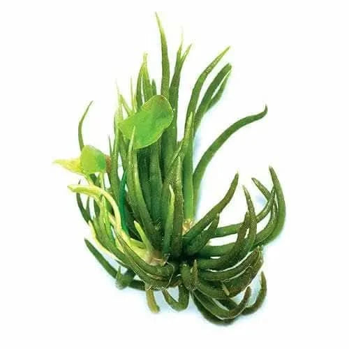 banana lily flower Buy Banana Lilies on Sale
