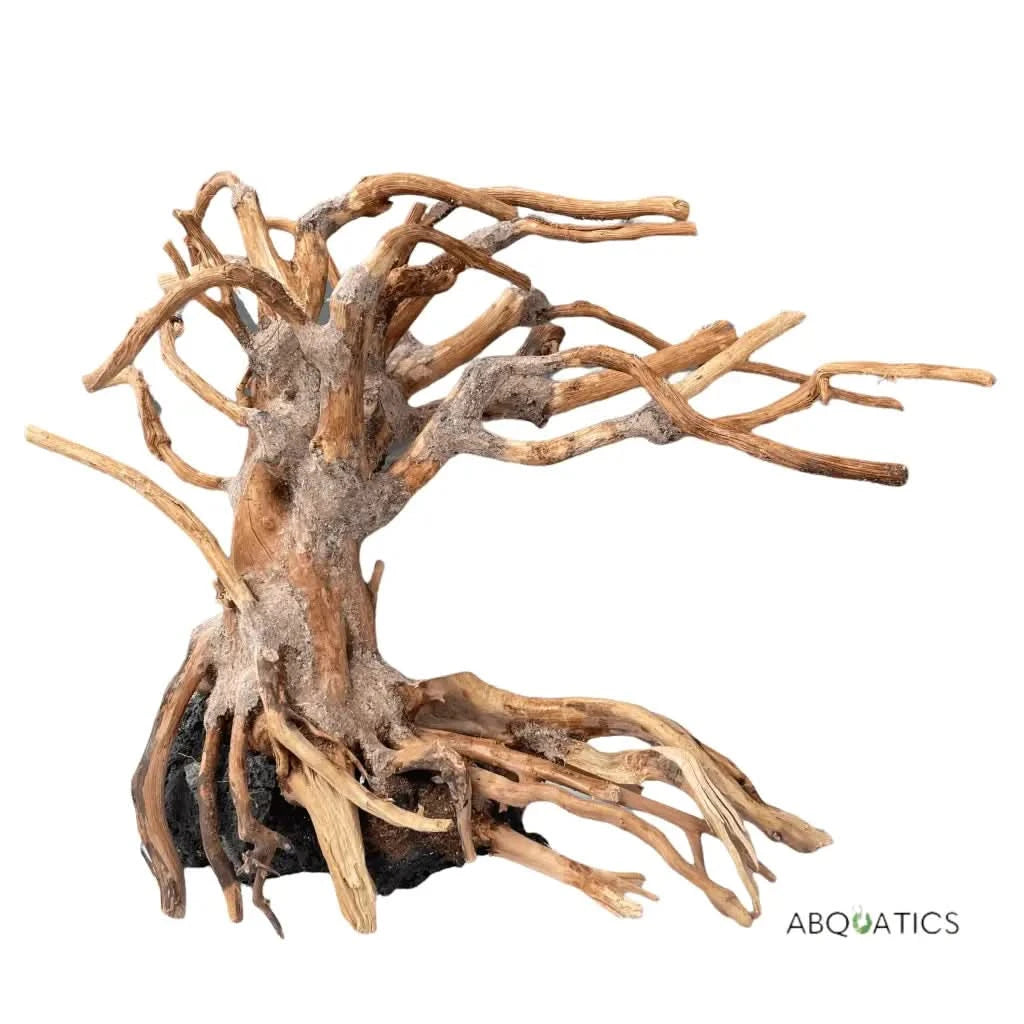 live bonsai tree for aquarium Buy Bonsai Tree for Aquascape Driftwood Live Aquarium Plant – ABQUATICS