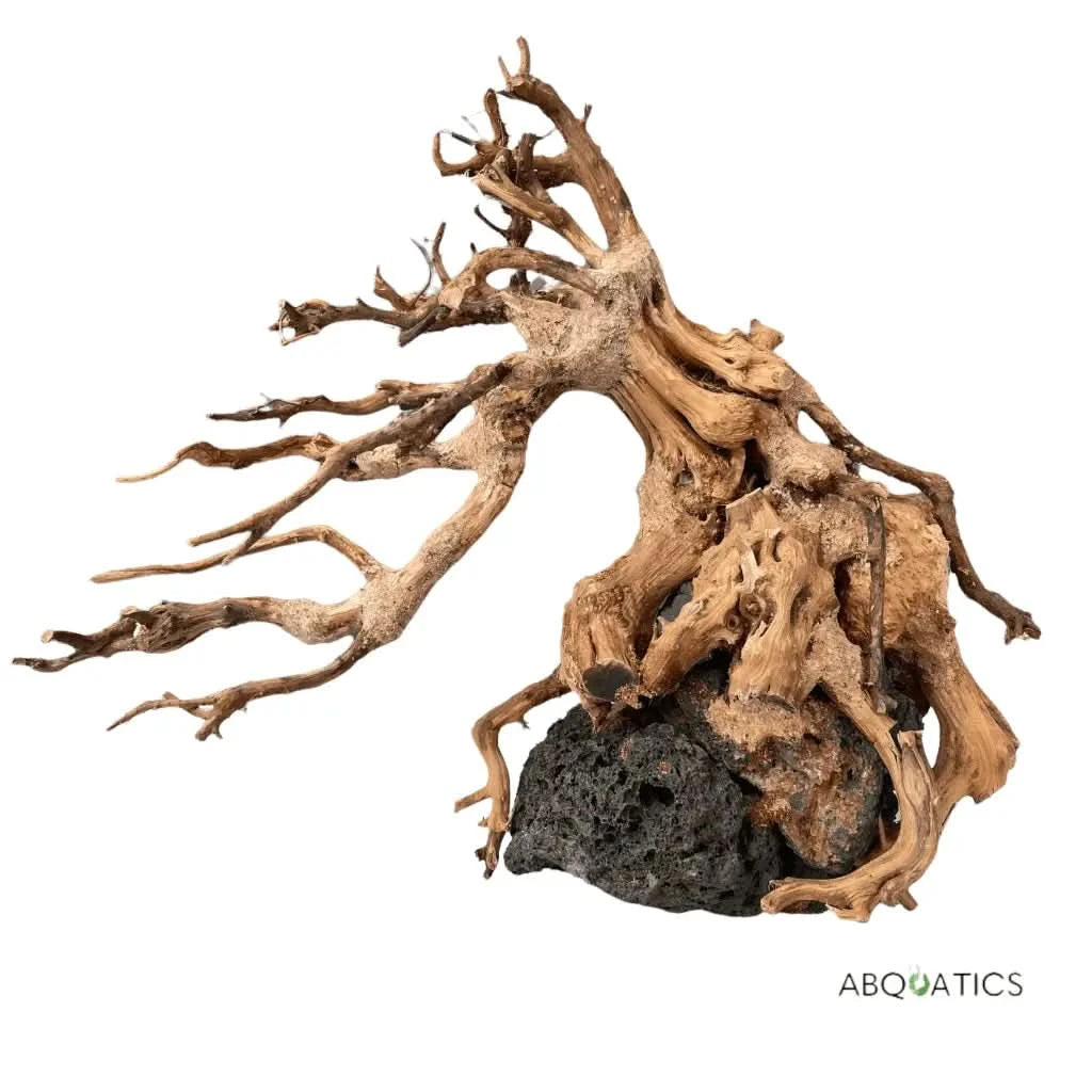 bonsai tree fish tank Buy Bonsai Tree for Aquascape Driftwood Live Aquarium Plant – ABQUATICS