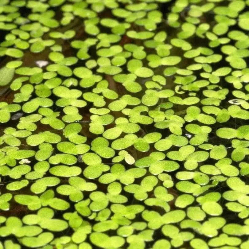 duckweed plants for sale Buy Duck Weed Starter Pack on Sale