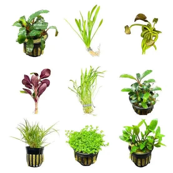 FOREGROUND AQUARIUM PLANTS- GET A CARPET!  ABQUATICS
