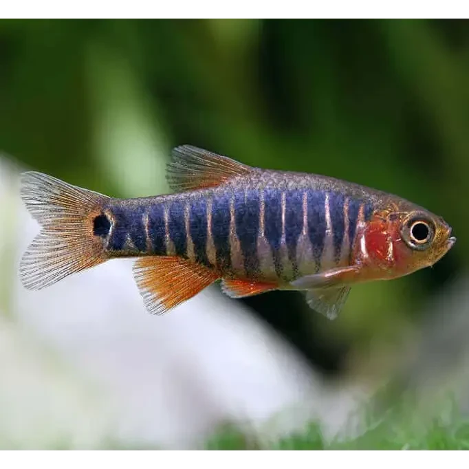 Dwarf Rasboa Dwarf Emerald Rasbora