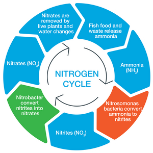 LIVE CERAMIC RINGS 500ML CAN L(L20)