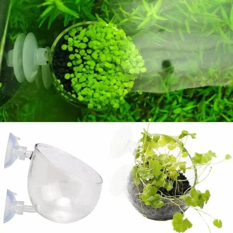 aquarium plants in glass pots Buy Glass Cultivation Pot with Suction Pot Cup Planter – ABQUATICS