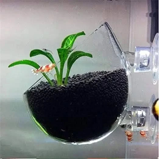 aquarium glass plant pot Buy Glass Cultivation Pot with Suction Pot Cup Planter – ABQUATICS
