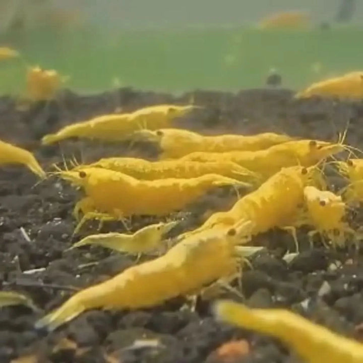 Tropical Inverts For Freshwater Aquariums: Yellow Goldenback Shrimp - Neocaridina davidi