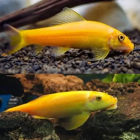Golden algae eater clearance