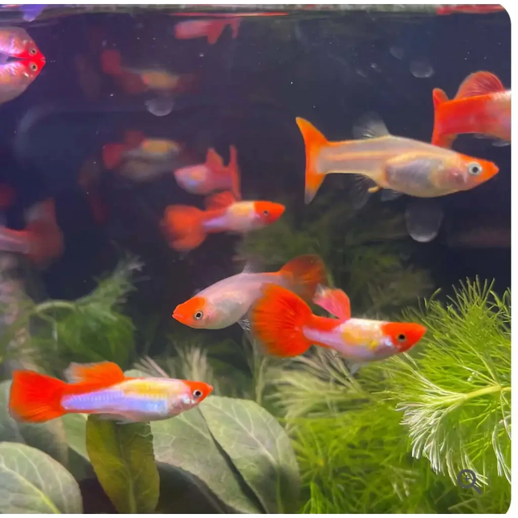 Live Aquarium Guppy Fish – 25 Breeding Pairs – High Quality Golden Full Gold Guppies – USA