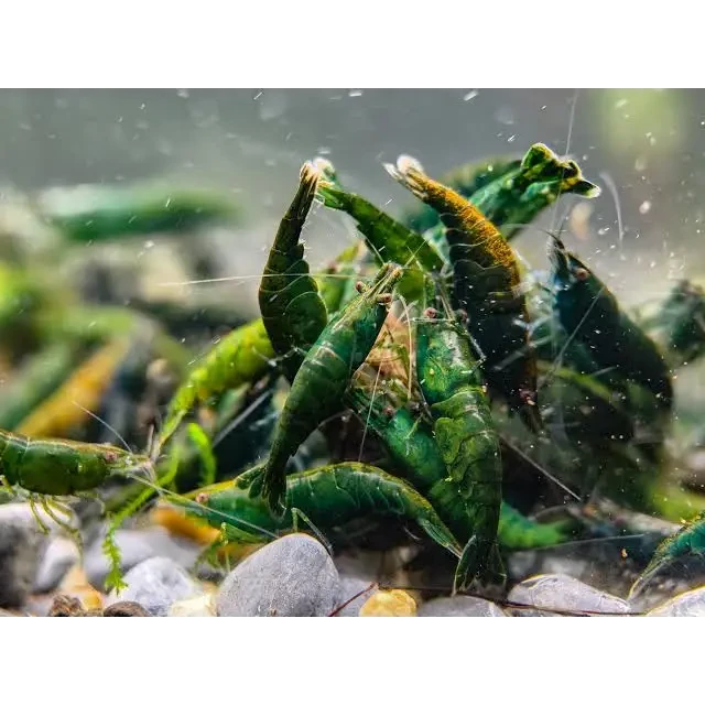 10+1 Live Green Jade Shrimp - Freshwater Aquarium Neocaridina, Live Arrival Guaranteed