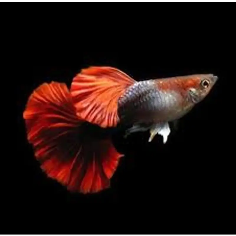 Buy Hb Red Rose Guppy Pair on Sale | 45% off at Abquatics – ABQUATICS