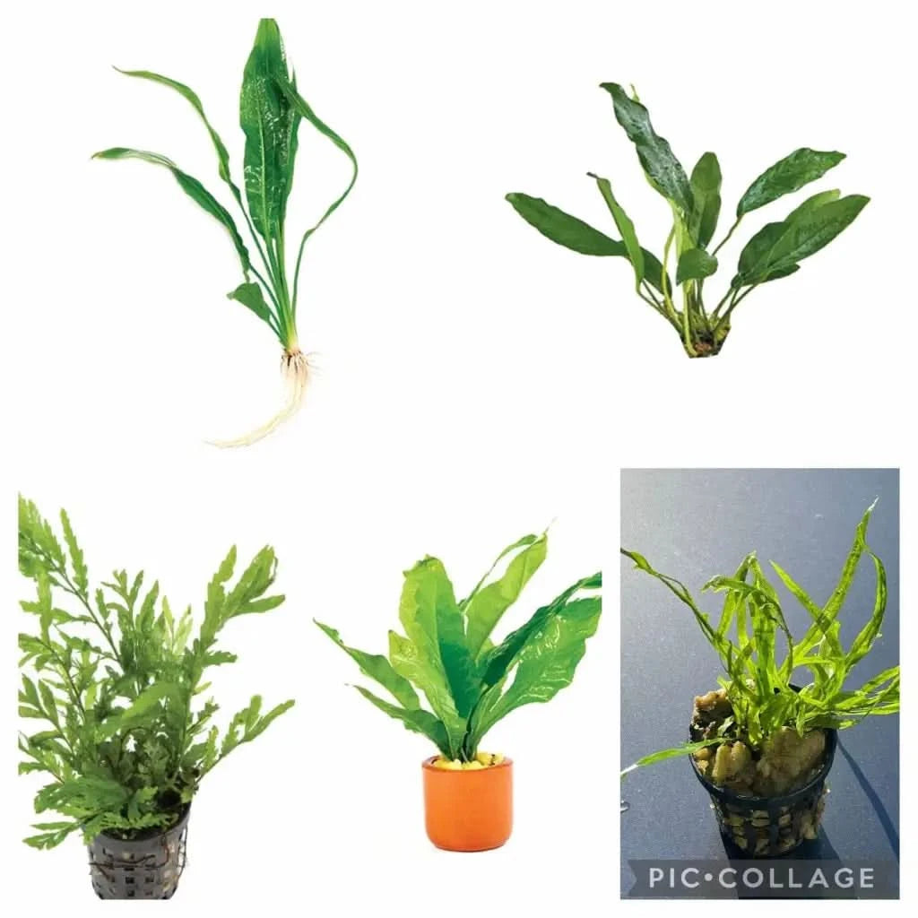Buy Immortal Plant Bundle on Sale | 15% off at Abquatics  ABQUATICS