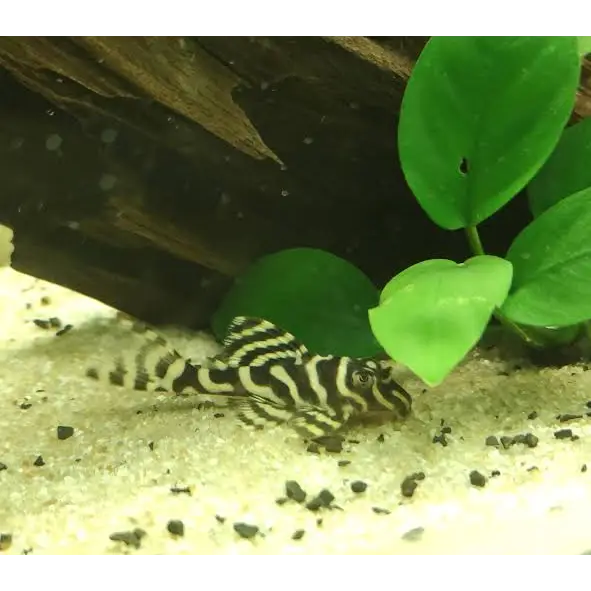 Buy L270 Chocolate Zebra Pleco (hypancistrus Sp.) 4cm-6cm – ABQUATICS