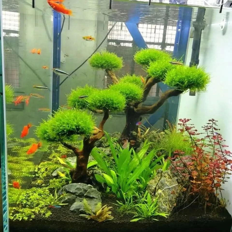 Bonsai Trees  ABQUATICS