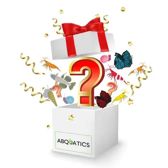 Buy Mystery Fish Box