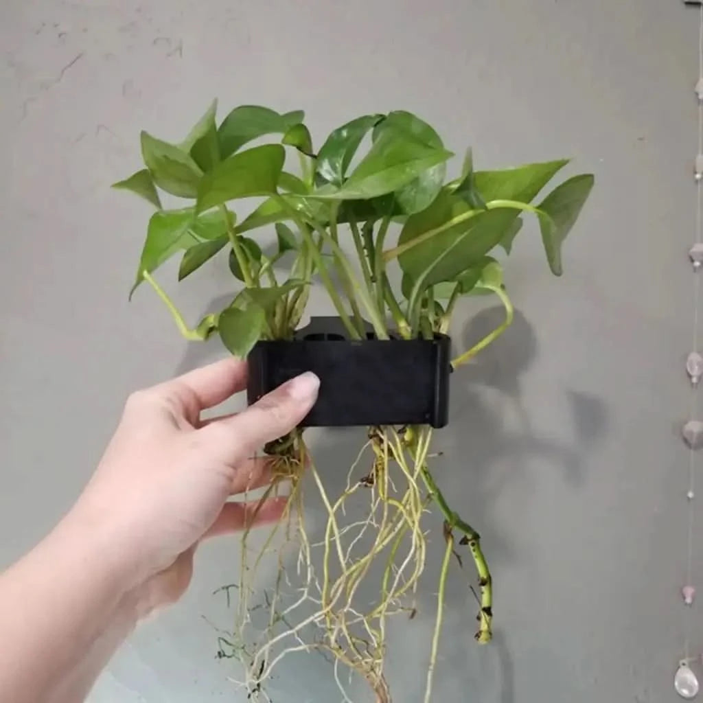 pothos aquarium holder Buy Pothos Holder for Aquarium (5 Hole) on Sale
