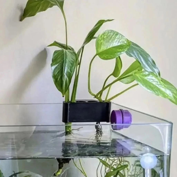 pothos aquarium holder diy Buy Pothos Holder for Aquarium (5 Hole) on Sale