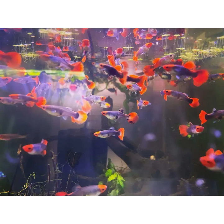 GUPPYさん専用 Buy Red Koi Tuxedo Guppy on Sale | at Abquatics – ABQUATICS