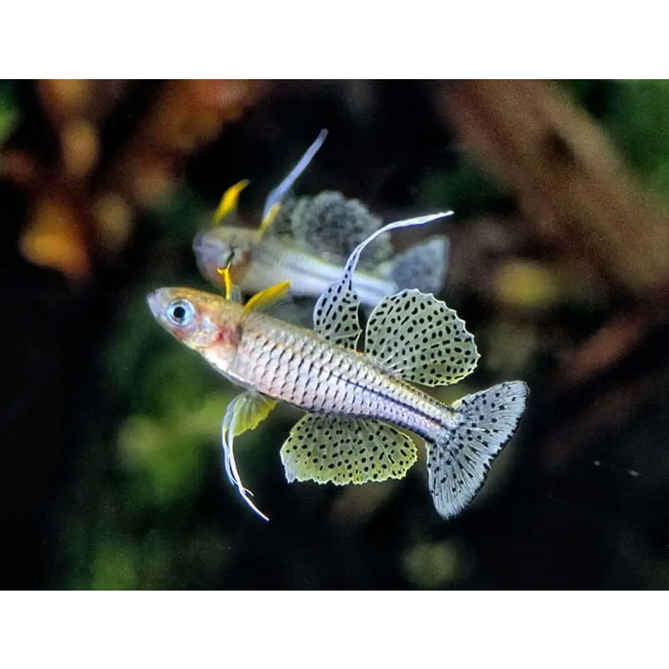 Buy Spotted Blue Eyes - Cadell River Type (Random Sex) – ABQUATICS